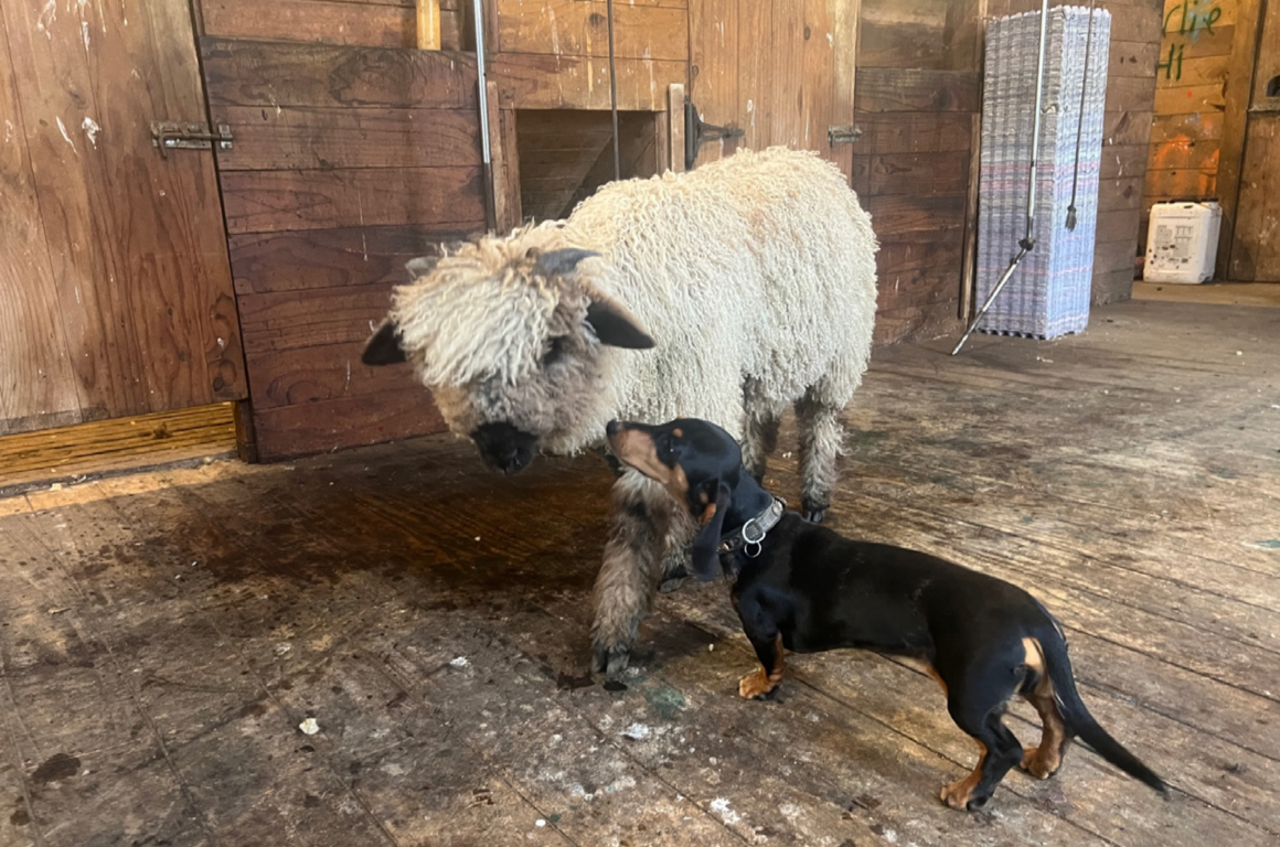 Maxi, pre-shear, hanging out with
Twiggy the mini daschund